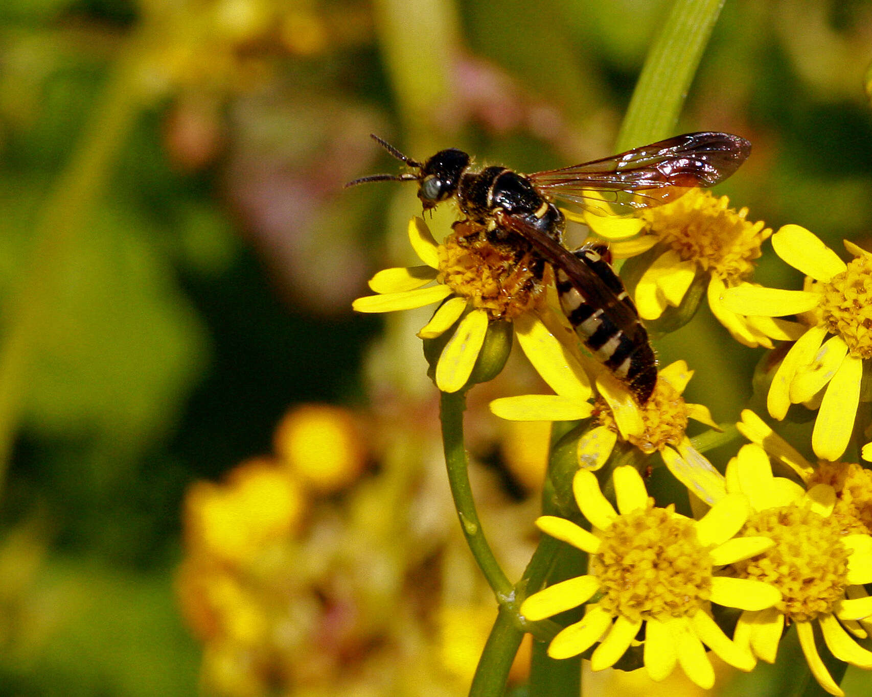 Image of ragwort