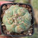 Sivun Thelocactus hexaedrophorus subsp. hexaedrophorus kuva