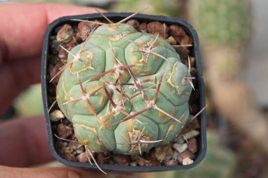 Image of Thelocactus hexaedrophorus (Lem.) Britton & Rose