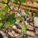 Image of scrub plum