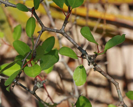 Image of scrub plum