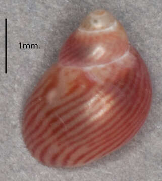 Image of European Pheasant Shell