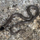 Image of Yaqui Blackhead Snake