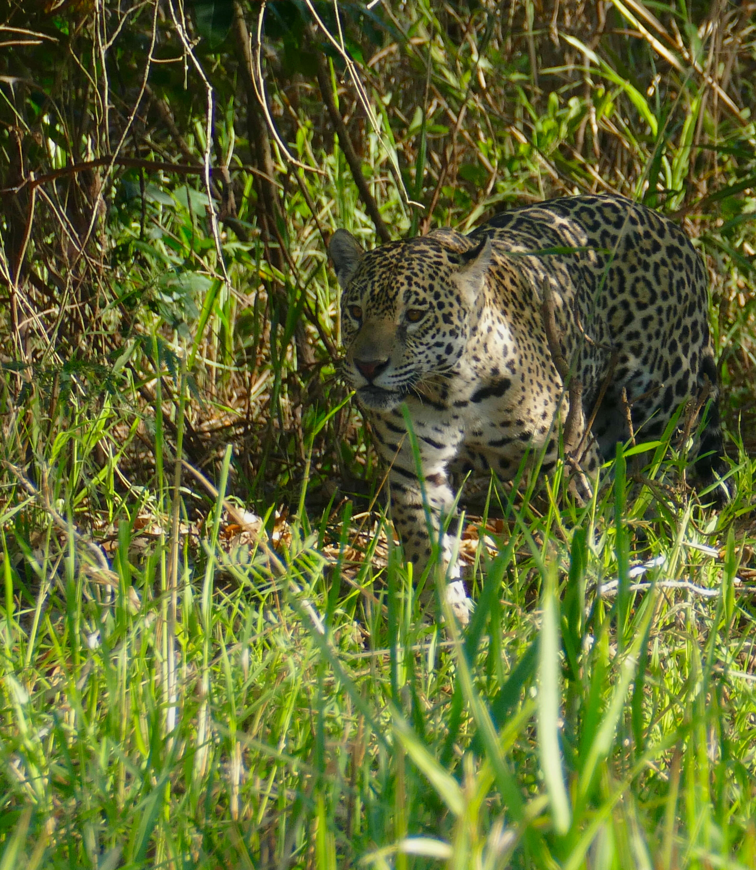 Image of big cats