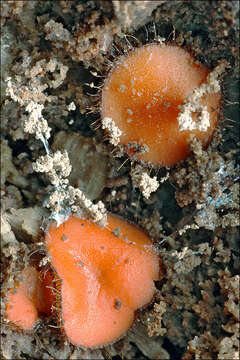 Image of Scutellinia