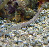 Image of Bloodspot pipefish