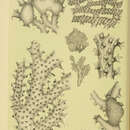 Image of Hornera foliacea (MacGillivray 1869)