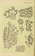 Image of moss animals