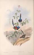 Image of fairywrens and relatives