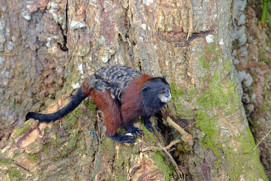 Image de Tamarin à manteau rouge