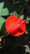 Image of Periandra