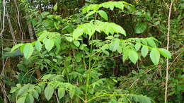 Image of Jacaranda jasminoides (Thunb.) Sandwith