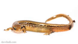 Image of Brook salamander