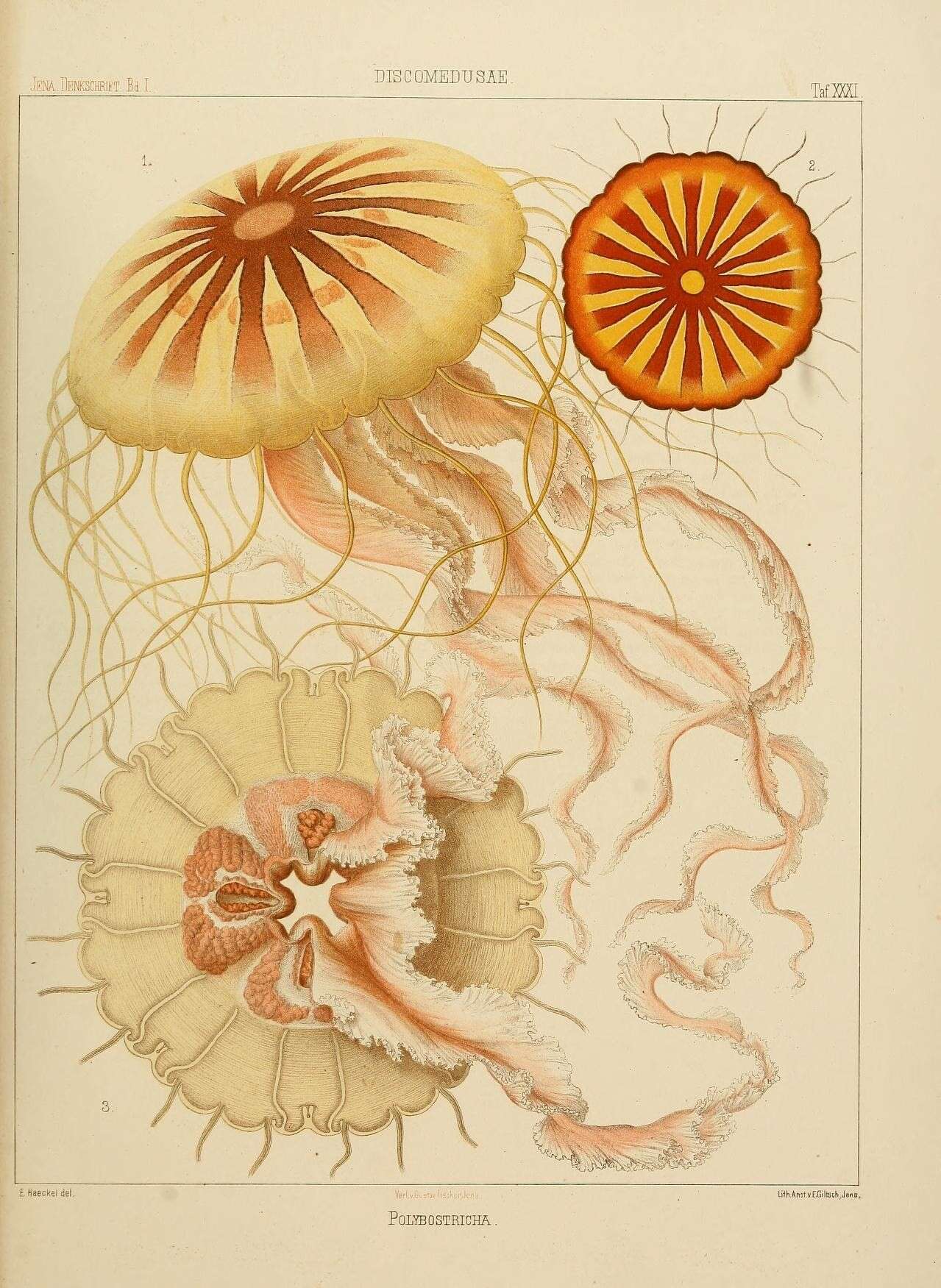 Imagem de Pelagiidae Gegenbaur 1856