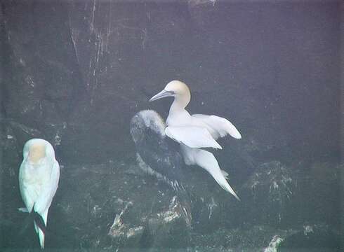 Image of Gannet