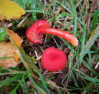 Image of waxcaps (fungi)