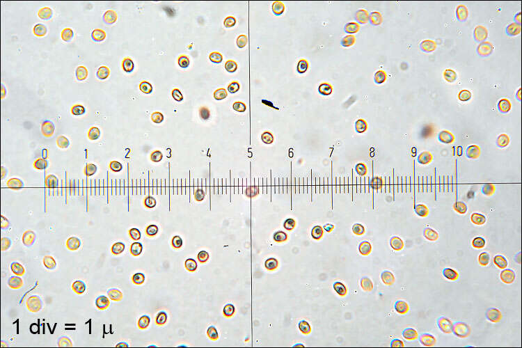 Image of Phylloporia