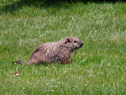 Image of Marmota subgen. Marmota Blumenbach 1779