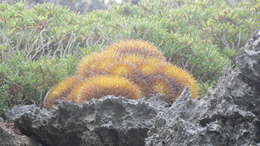 Image of Woolly Nipple Cactus