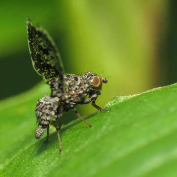 Image of Callopistromyia