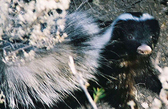 Image of Hog-nosed skunks