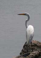 Image of Great Egret