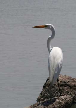 Image of Great Egret