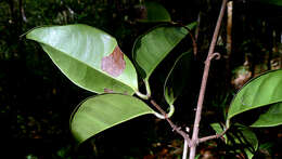 Tontelea mauritioides (A. C. Sm.) A. C. Sm.的圖片