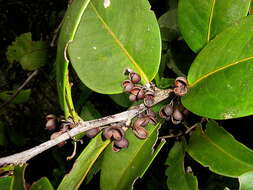 Image of Monteverdia obtusifolia (Mart.) Biral