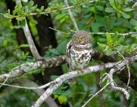 Image of African Barred Owlet