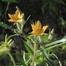 Image of Organ Mountain blazingstar