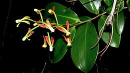 صورة Souroubea guianensis Aubl.