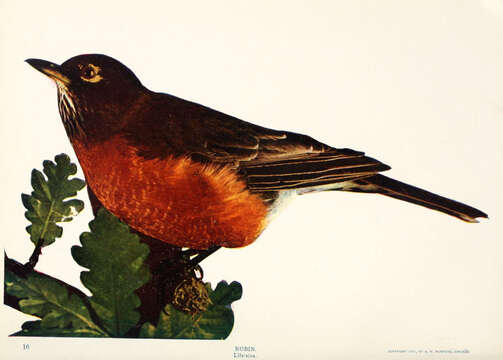 Image of American Robin