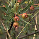 صورة Peraphyllum ramosissimum Nutt. ex Torr. & Gray