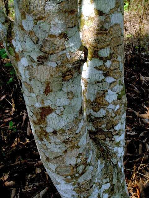 Image of Magnolia alba (DC.) Figlar