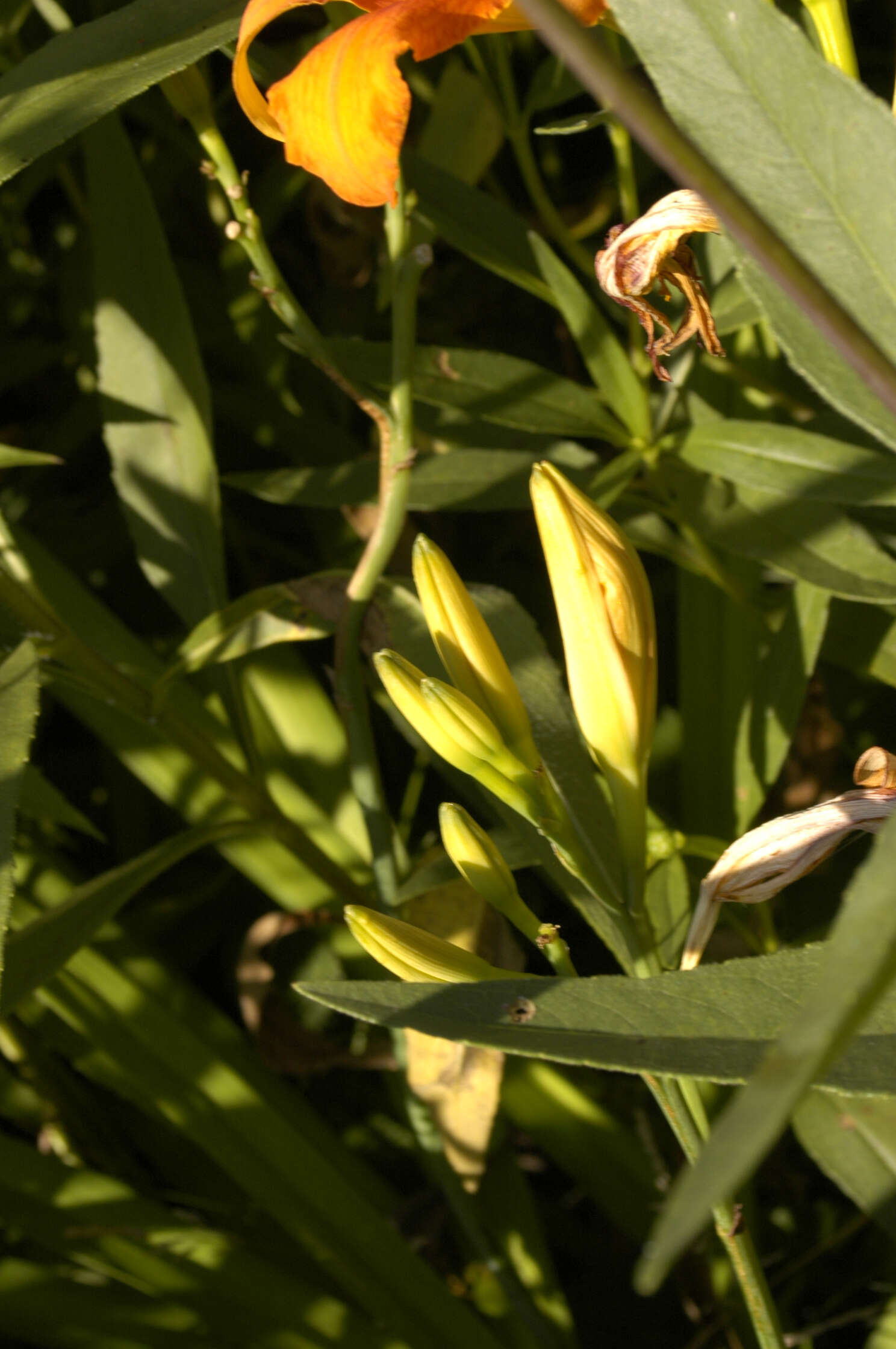 Image of Hemerocallis fulva