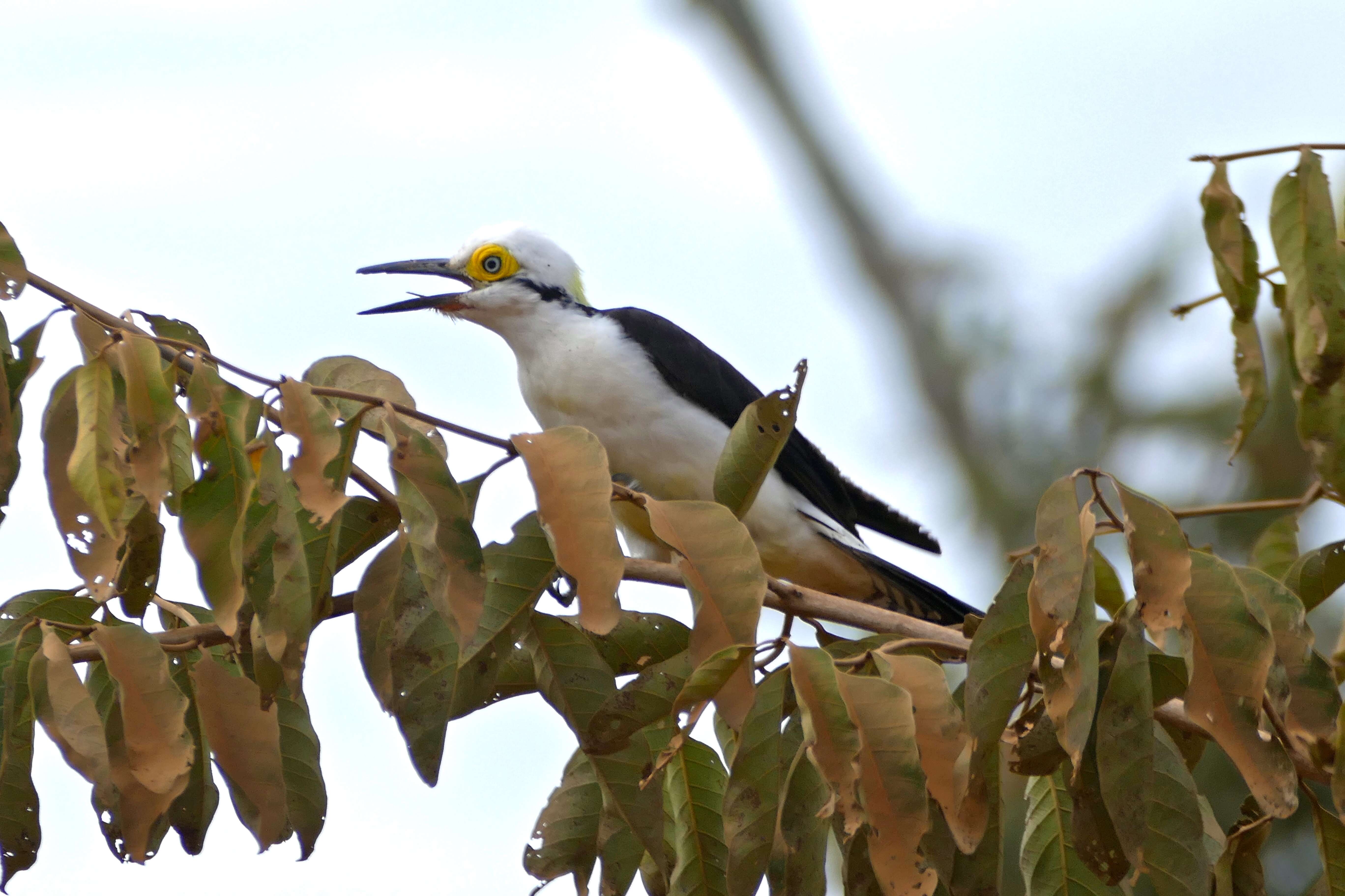 Image of <i>Leuconerpes candidus</i>