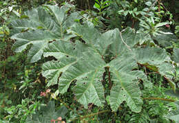 Image de Gunnera brephogea Linden & Andre