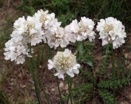 Armeria bubanii Lawrence的圖片