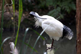 Image of Threskiornis Gray & GR 1842