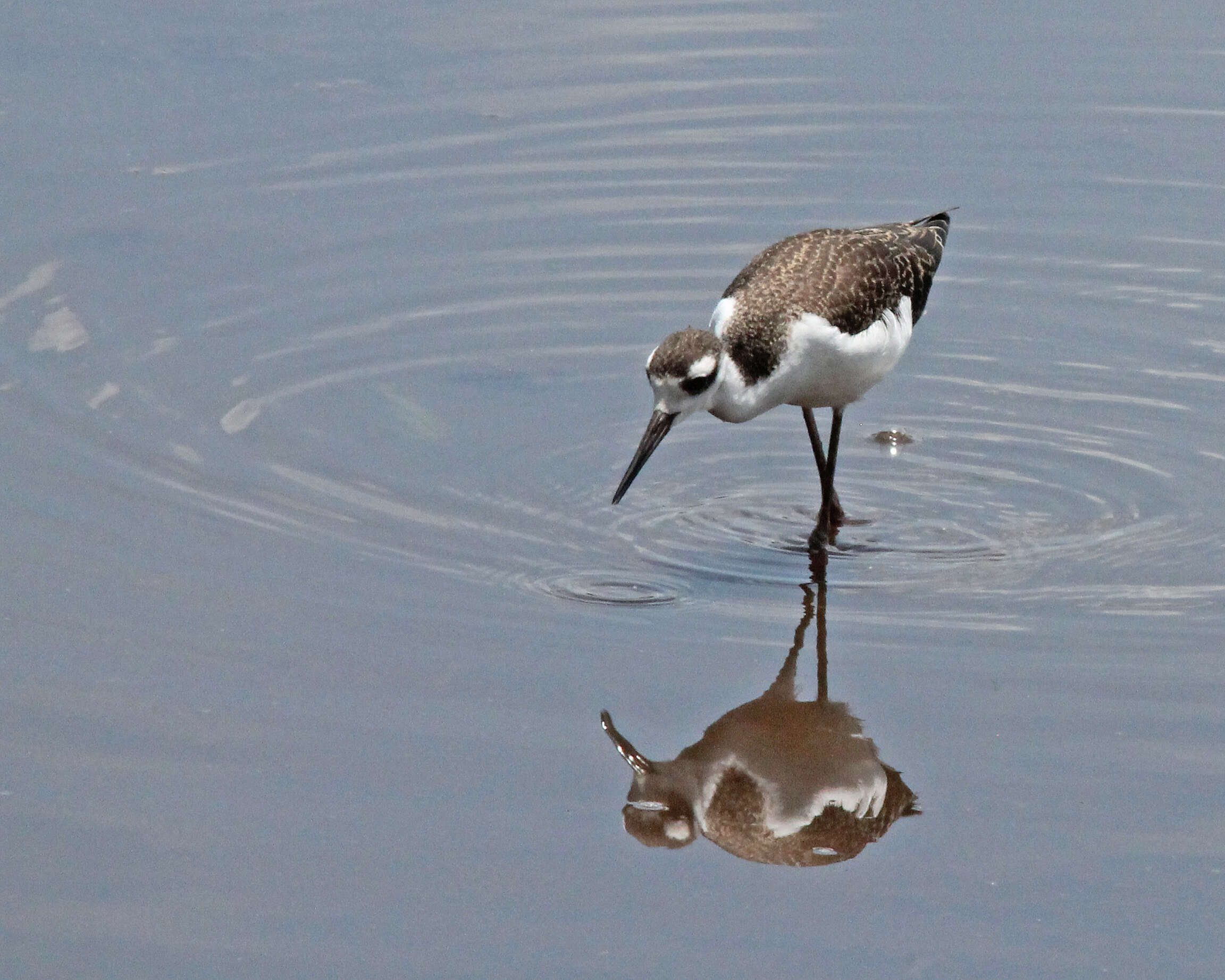 Image of Black-necked Stilt