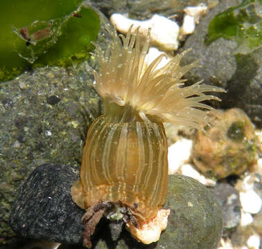 Image of Anemone