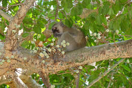 Image of Vervet Monkey