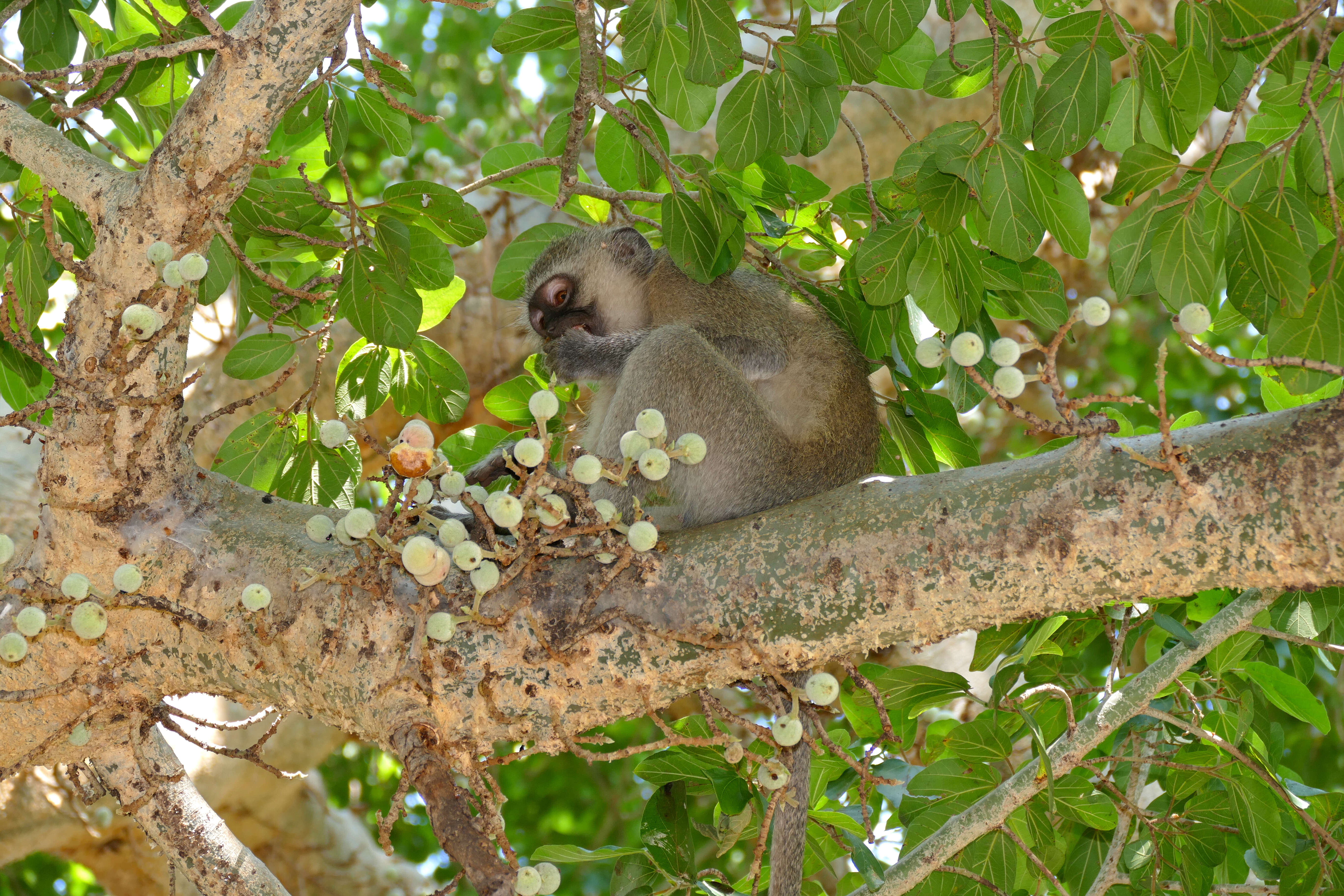 Image of Green monkeys