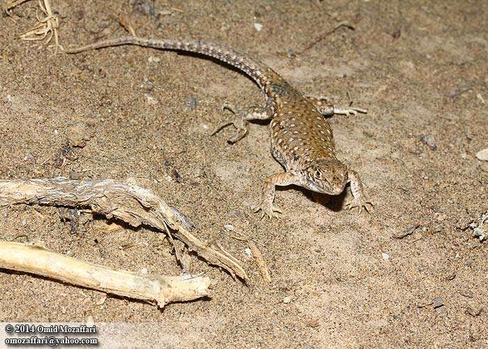 Image of Knox's Ocellated Sand Lizard