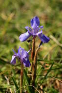 Image of Barbary Nut Iris