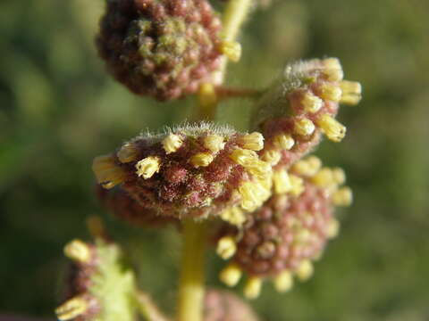 Image of triangle bur ragweed