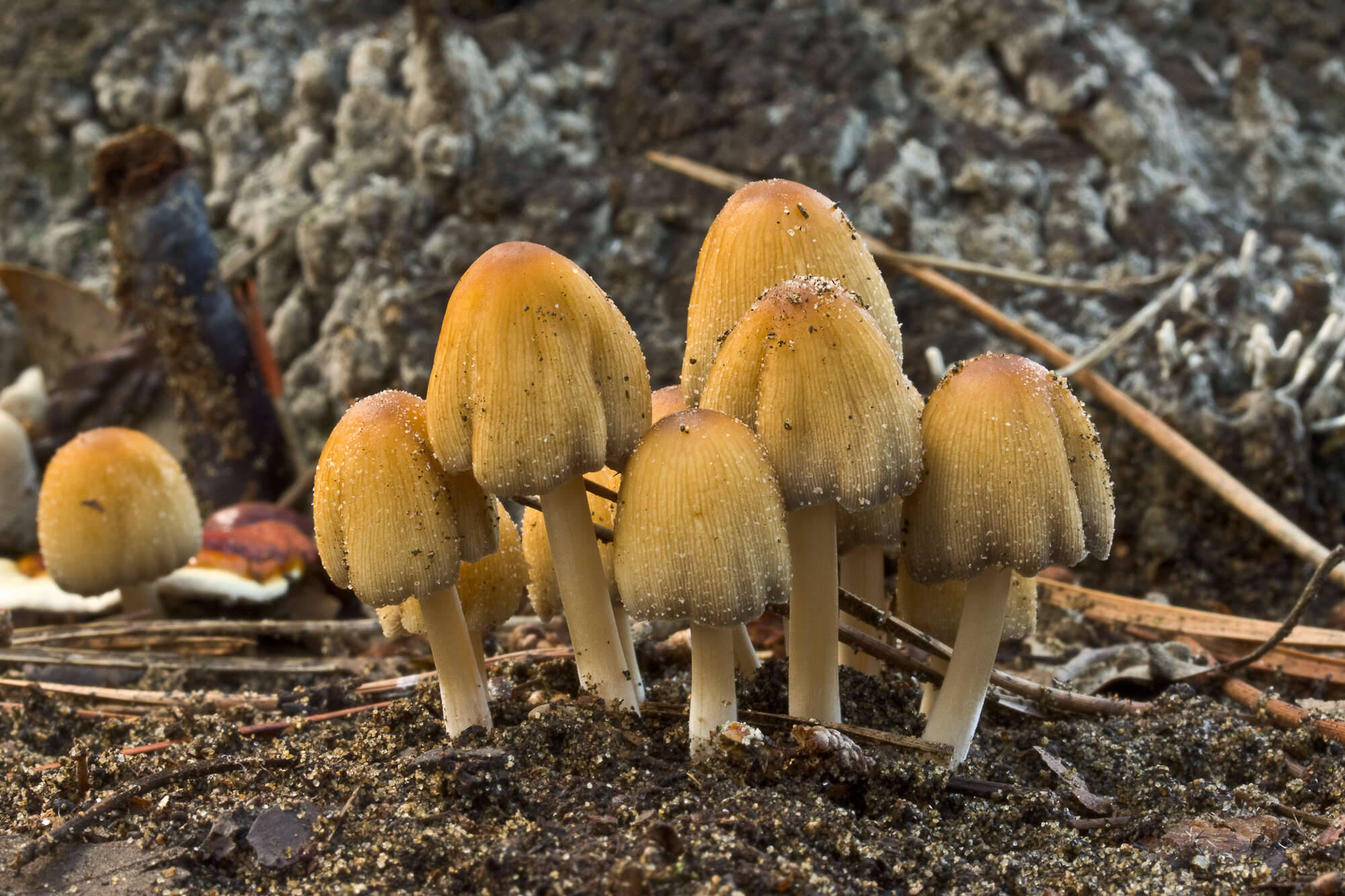 Image of Glistening Inky Cap