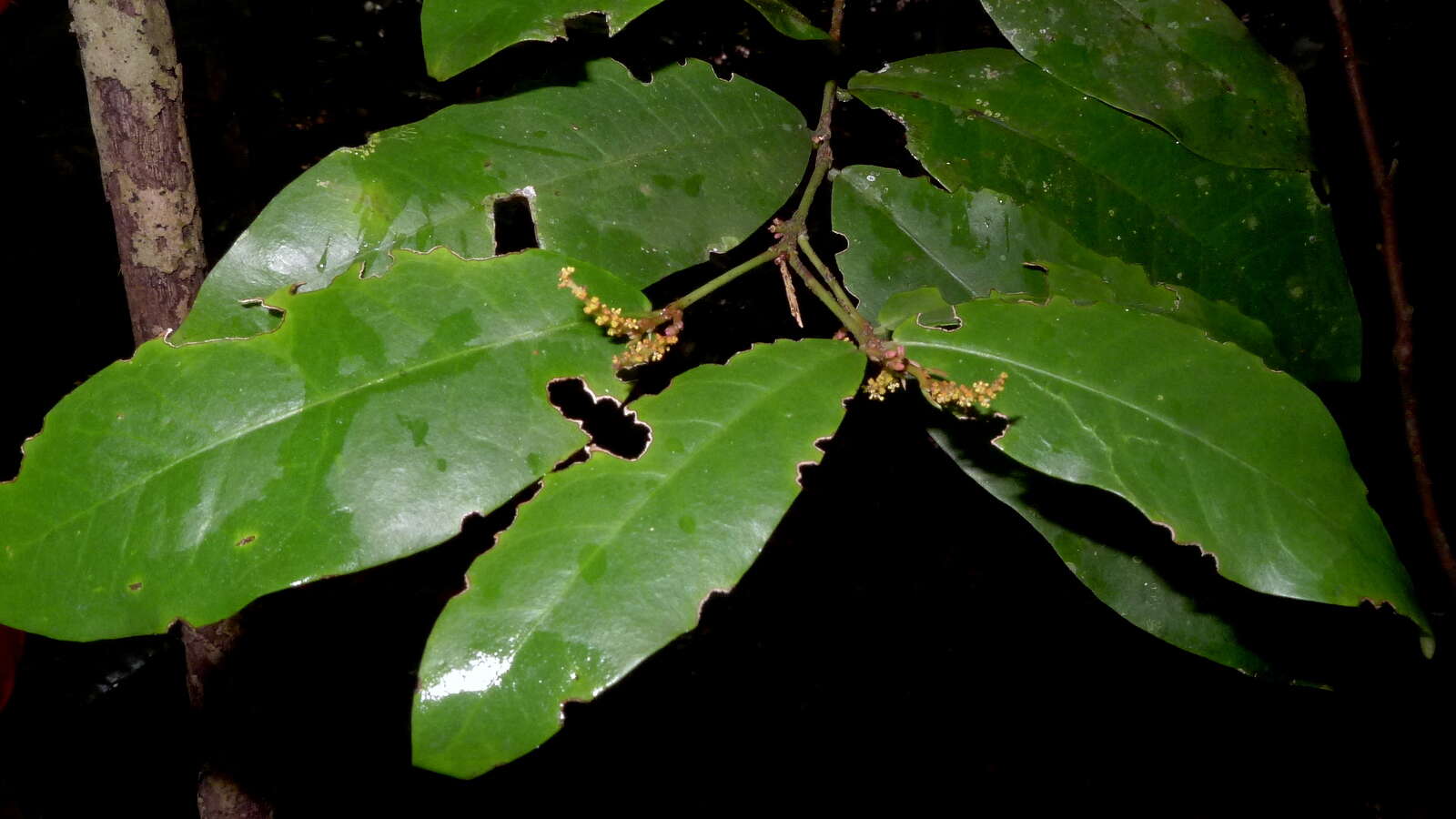 Image of Gymnanthes glabrata (Mart.) Govaerts