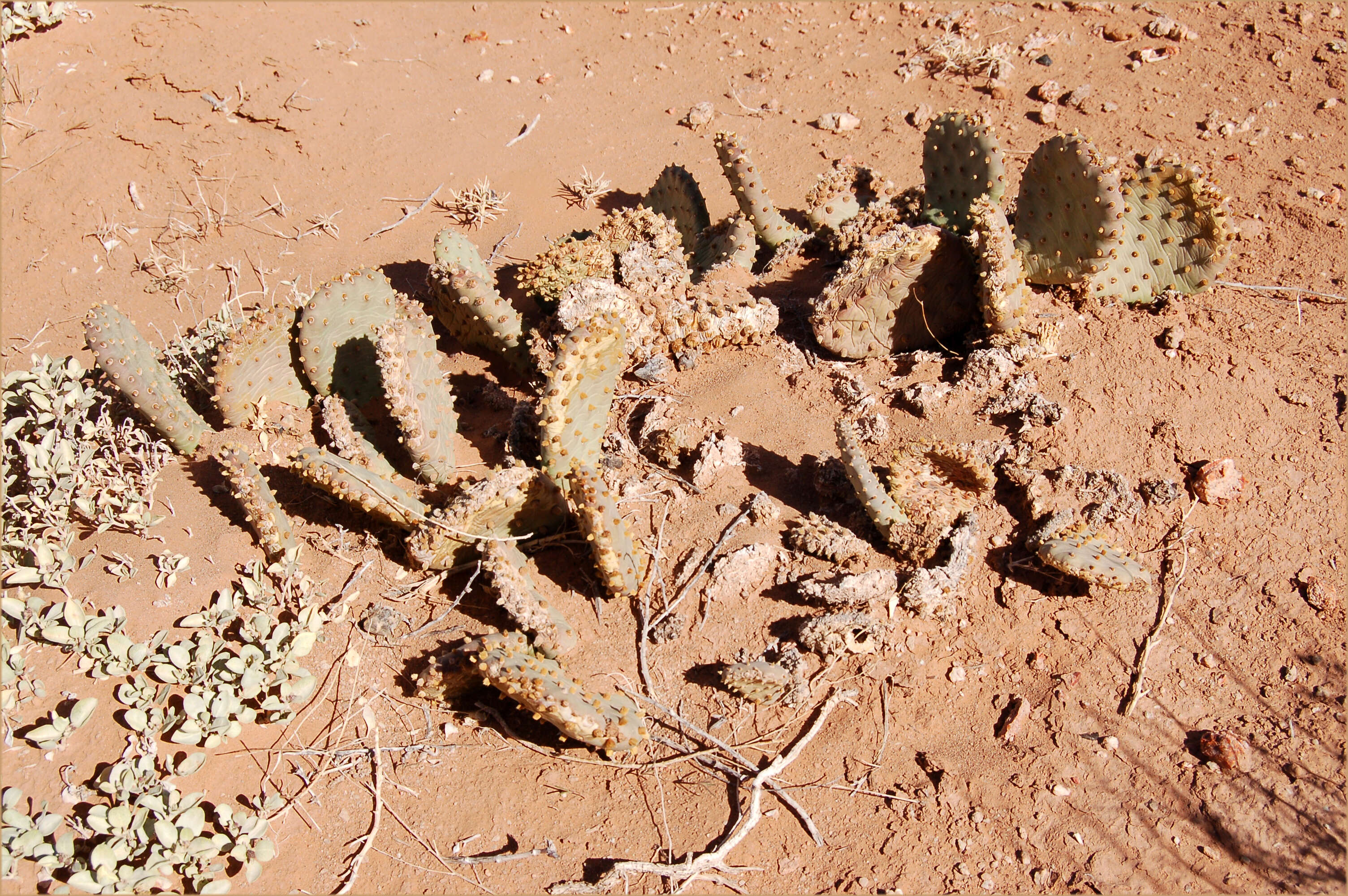 Image of Opuntia basilaris var. heilii S. L. Welsh & Neese